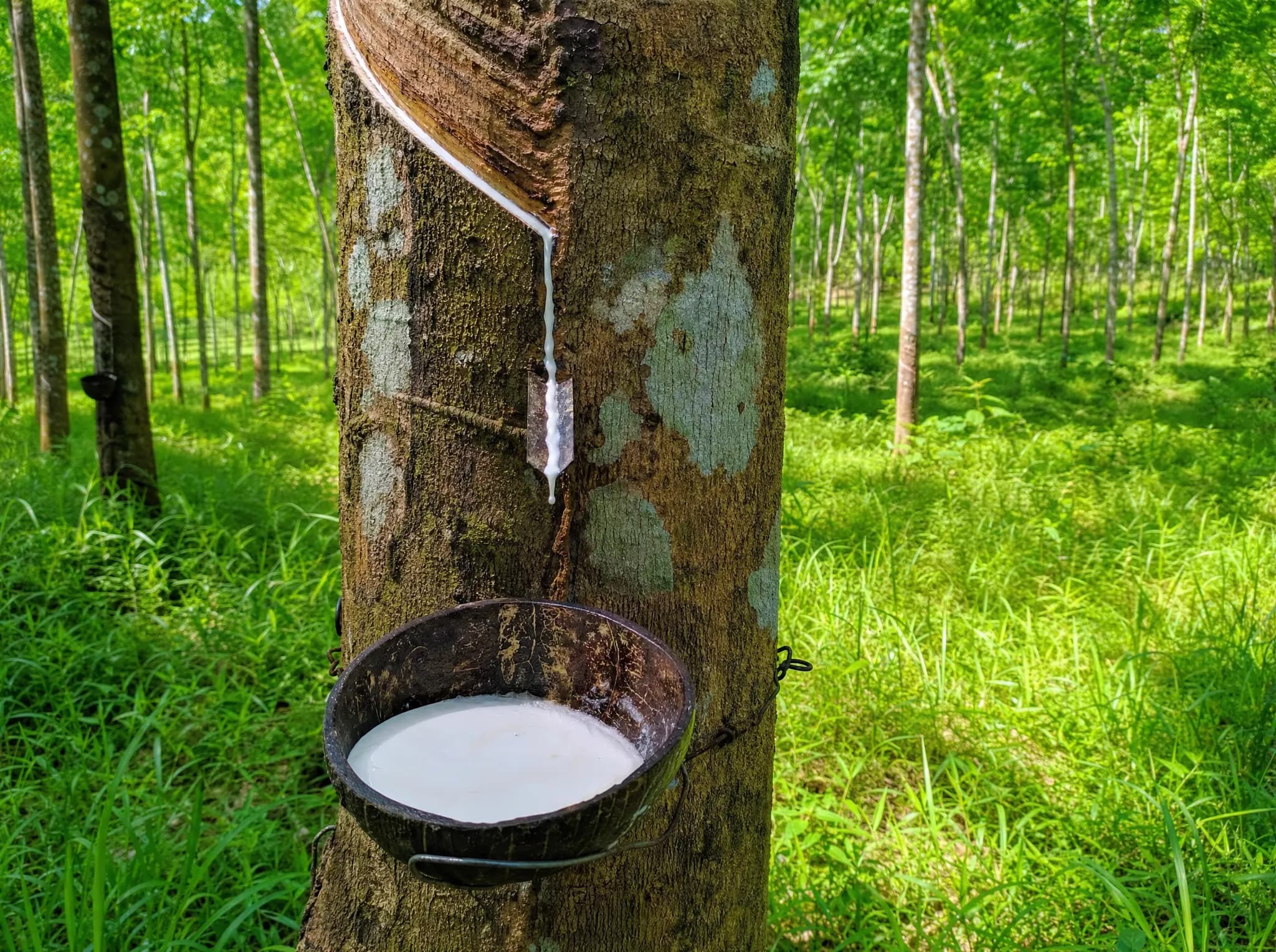 Natural latex tapped from a rubber tree in a Sri Lankan plantation